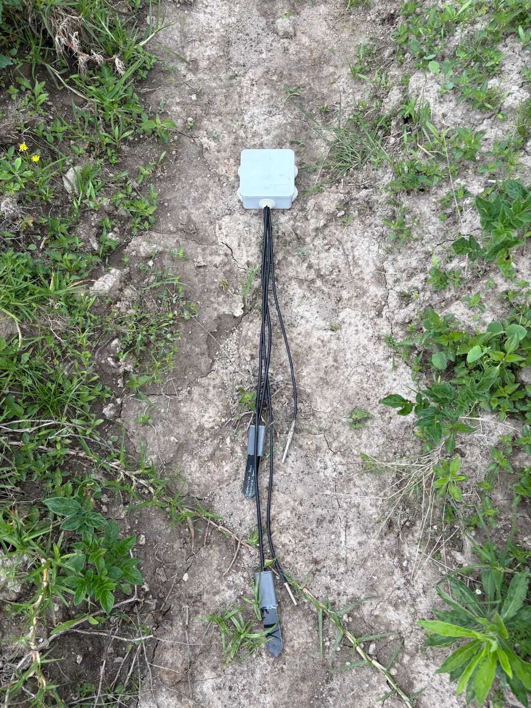Small grey sensor box on pale cracked soil with black cables running down to two buried probes, weeds either side.