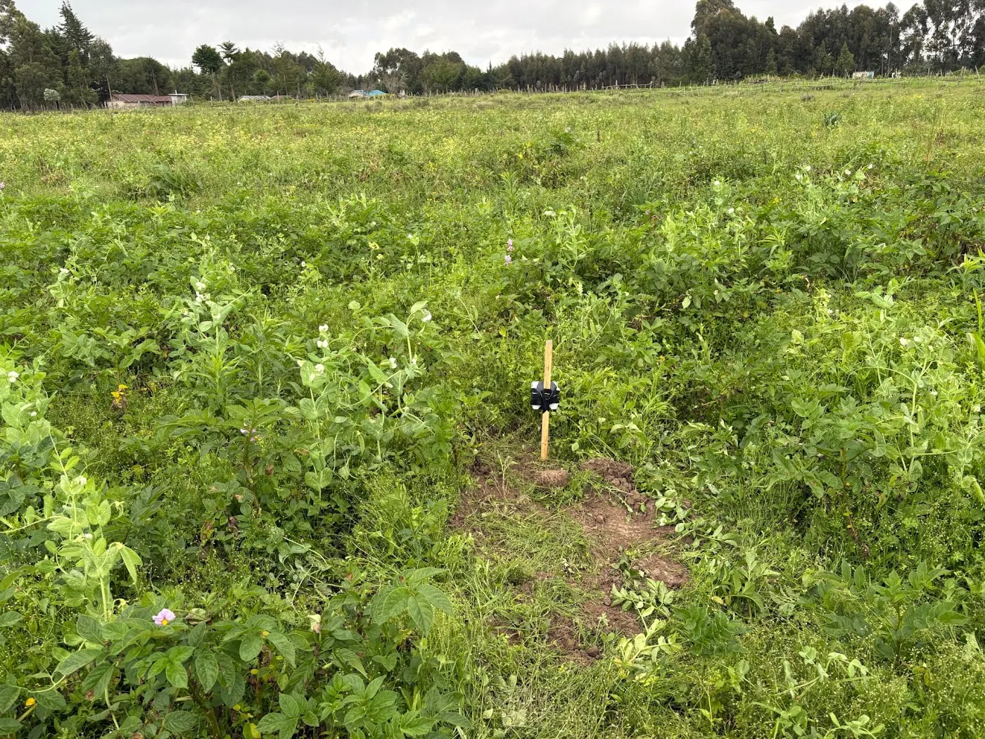 A soil probe on cleared ground in a flowering potato crop